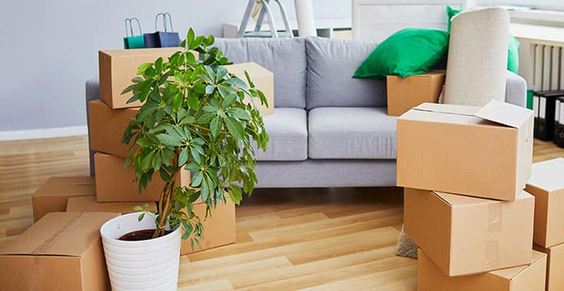 Green Relocation: Mastering the Art of Moving with Plants